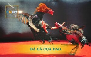 KUBET PHÁT SÓNG ĐÁ GÀ CỰA DAO TRỰC TIẾP