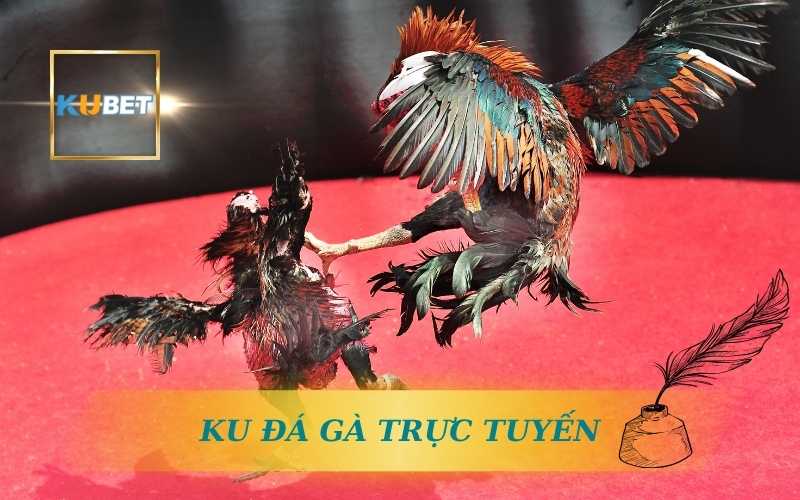 Trực Tiếp Ku Đá Gà Kubet – Đỉnh Cao Gà Nòi, Tỷ Lệ Cược Cao 1 KU ĐÁ GÀ TRỰC TUYẾN ĐỈNH CAO TỪ KUBET